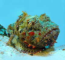 Australian Animal - Stonefish