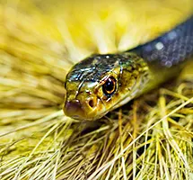 Australian Animal - Taipan snake