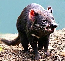Marsupial Tasmanian Devil 