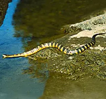 Australian Animal - Tiger Snake
