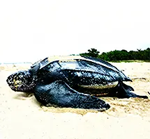 Australian Animal - Leatherback Turtle
