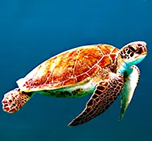 Australian Animal - Loggerhead Turtle