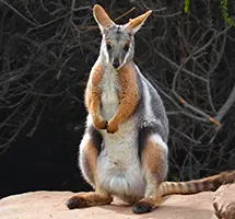 Marsupial Rock Wallaby