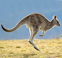 Australian Animal - Rock Wallaby 
