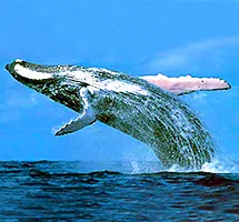 Australian Animal - Whale