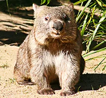 Marsupial Wombat