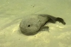 blobfish under water resting