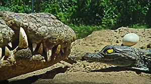 Crocodile mother with baby with egg in background