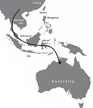 Dingo migration to Australia map