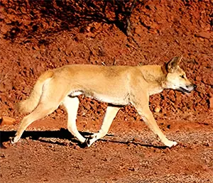 Dingo walking