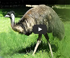 Listern to an Emu video