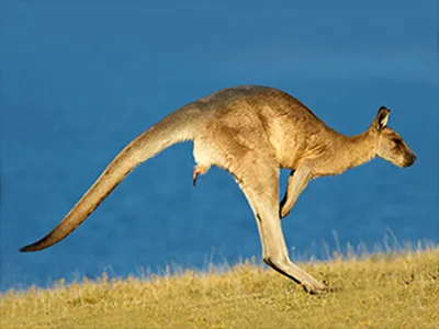 Male kangaroo penis visible while its hopping 