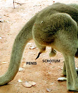 Kangaroo penis and scrotum