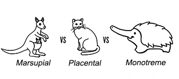 Different mammal groups