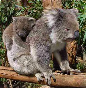 koala mother with baby on its back