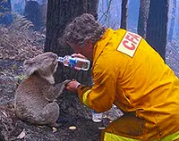 Koala being rescued and feed water after a bushfire