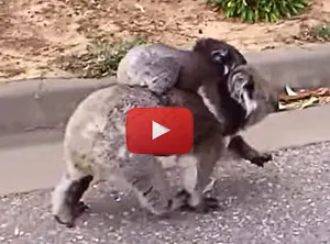 Koala mother and baby and back walking video