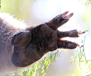 Koala's foot with padding, toes and claws