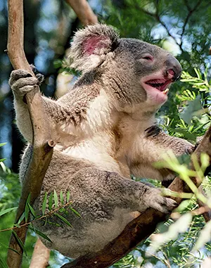 Koala making a bellowing sound