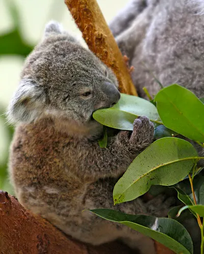marsupial koala eating eucalyptus leaf