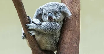 Australian Animal - Koala