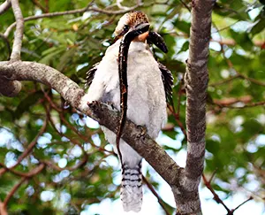 kookaburra with a snake in its mouth
