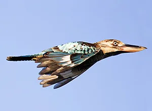 Kookaburra flying