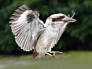 kookaburra in flight