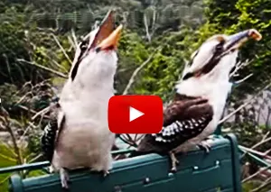 Kookaburra laughing video