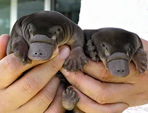 Two baby Platypus puggles