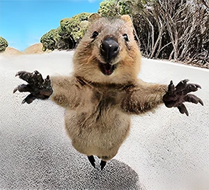 quokka with a smiling face jumping