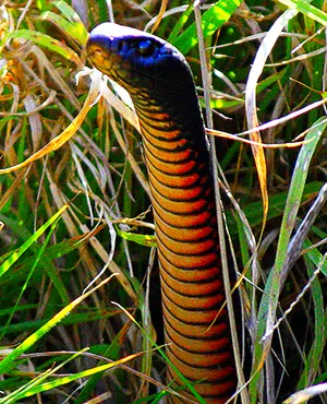 Red bellied black snake in a standing position