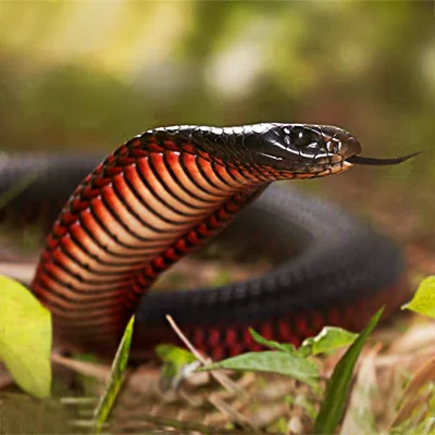 red-bellied black snake 