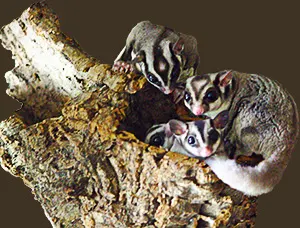 Possums in a tree hollow