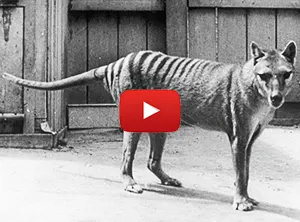 Tasmanian Tiger rare video