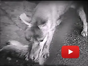 Tasmanian Tiger feeding video