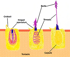 Diagram of box jellyfish nematocysts